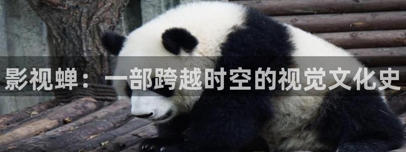 黑蚂蚁图片